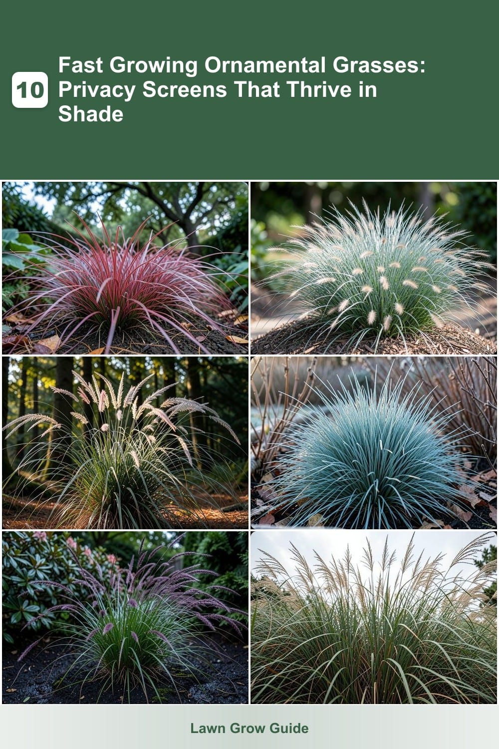 10 Fast Growing Ornamental Grasses: Privacy Screens That Thrive in Shade