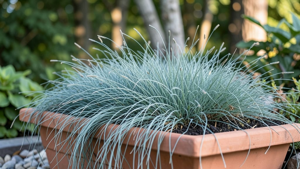 Carex comans: Blue Cushion Grass for Soft Cascades