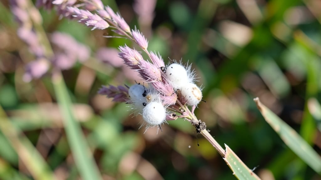 Mealybugs on Muhly Grass: Organic Eradication Without Harming Plants