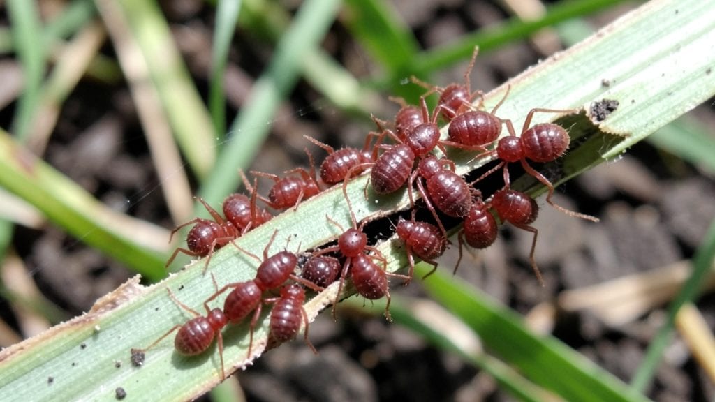 Red Lawn Mites Removal: Organic Solutions That Work Fast